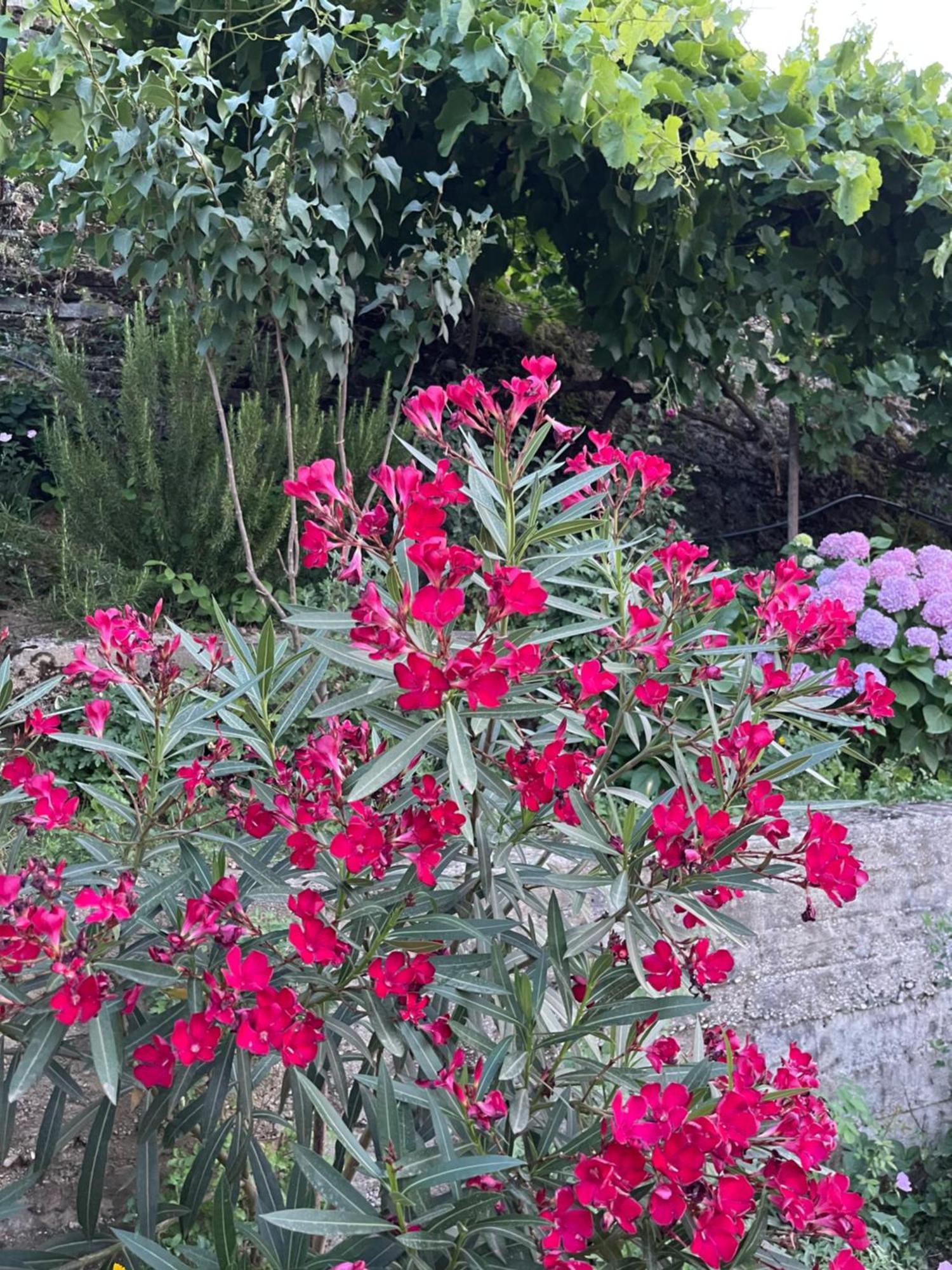 Elsa'S Villa Gjirokastër Esterno foto
