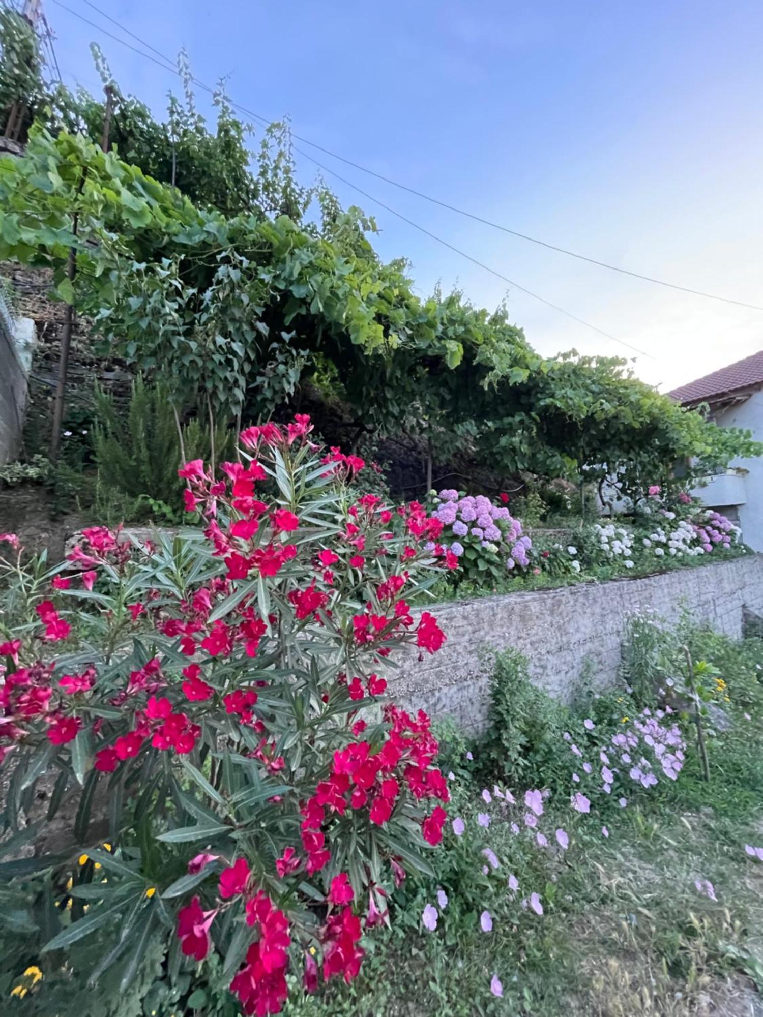 Elsa'S Villa Gjirokastër Esterno foto